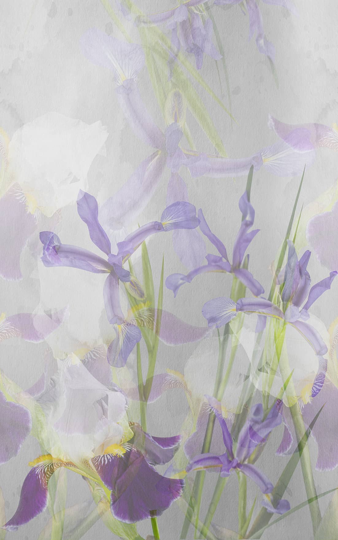 Wonderwall Vol.1 - Iris - WO2421-2