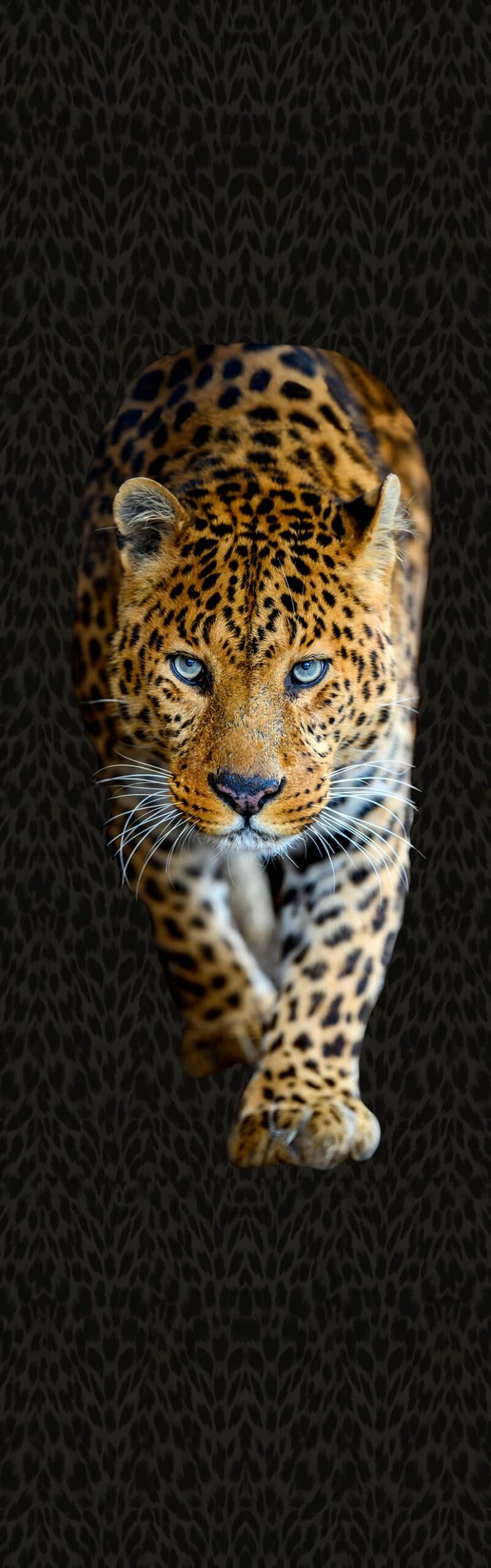 Wonderwall Vol.1 - Leopard Unito - WO2422-2