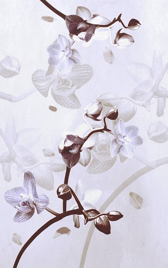 Wonderwall Vol.1 - Orch…idea - WO2431-2